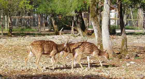 Malsi Deer Park