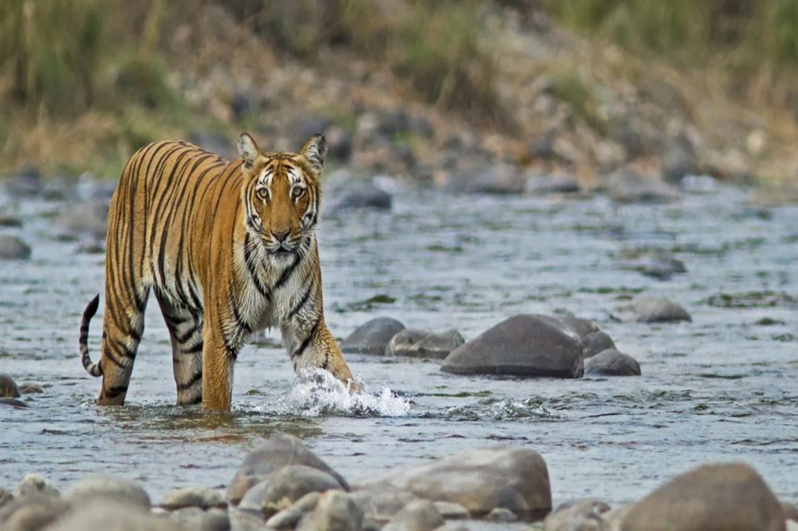 holiday-packages-jim-corbett